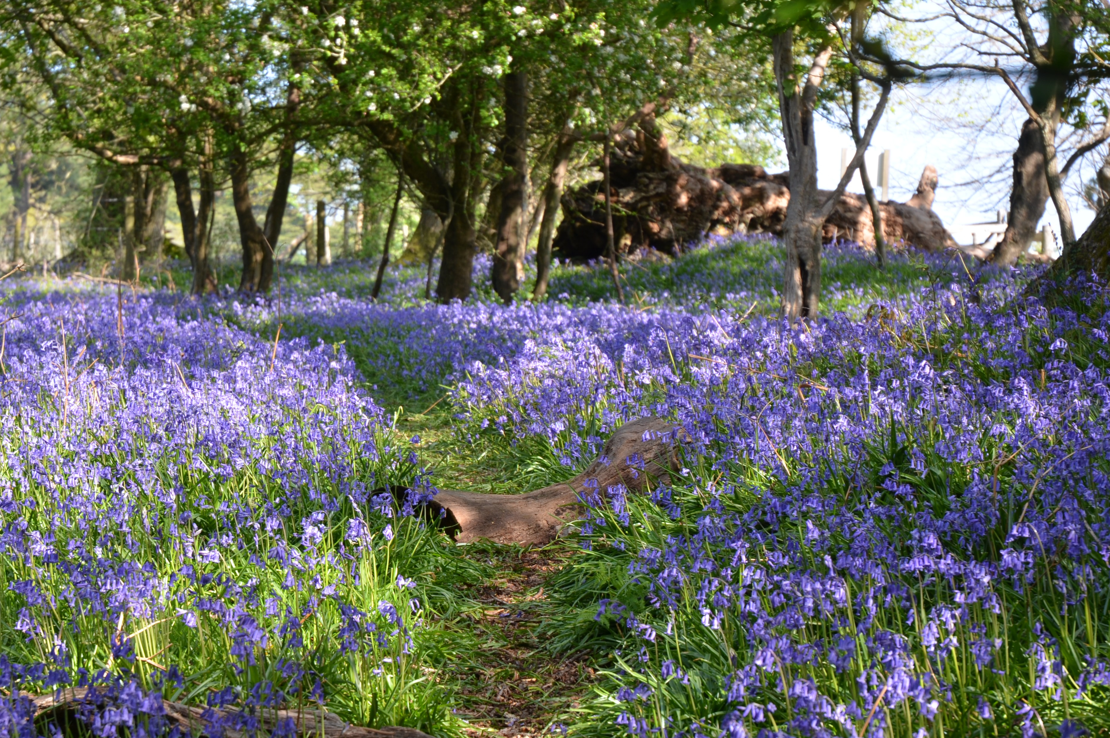 Enchanting Forests